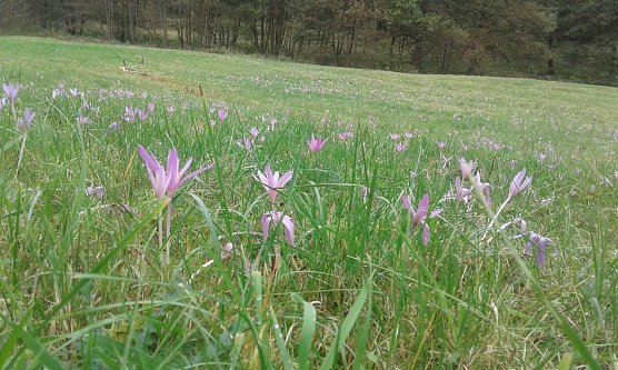 T&ouml;dliche Sch&ouml;nheit (Foto: Bodo Schwarzberg)