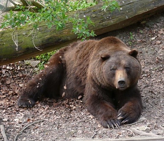 B&auml;r Max im Herbstlaub (Foto: B&auml;renpark)