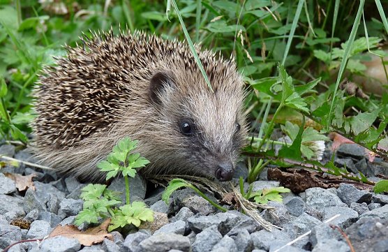 Igel beginnen mit dem Winterschlaf (Foto: Deutscher Tierschutzbund)