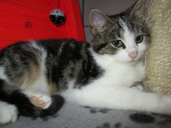 Katze gefunden (Foto: Karin Ziegler)