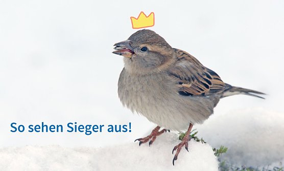 Das Spatz auf dem ersten Platz (Foto: Fotomontage Frank Derer)