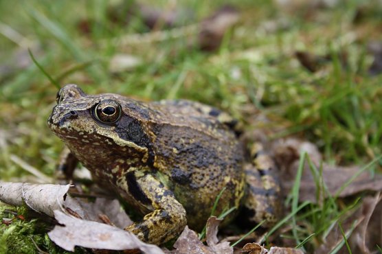 Grasfrosch (Foto: Arne Willenberg)