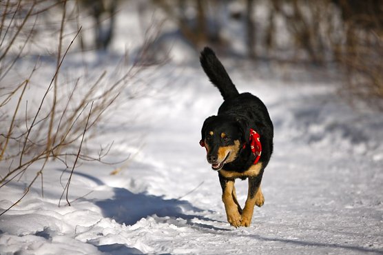 Hund im Schnee (Foto: Tierschutzbund)