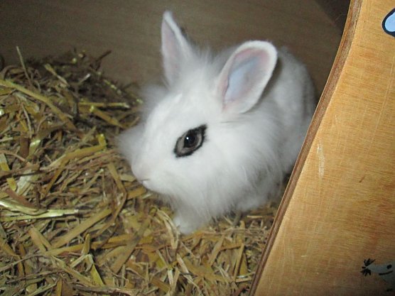 Hase (Foto: Karin Ziegler) Hase (Foto: Karin Ziegler)