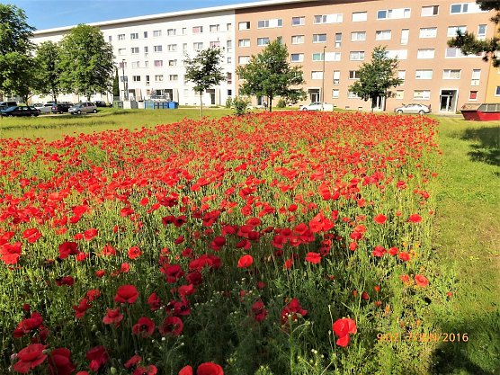 Sommerwiese mit Klatschmohn (Foto: Kr&uuml;gel)