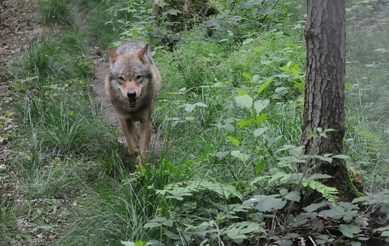 Wolf (Foto: Deutscher Tierschutzbund)