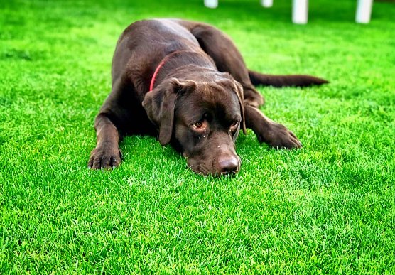 Mailo (Foto: Ren&eacute; Wei&szlig;bach)