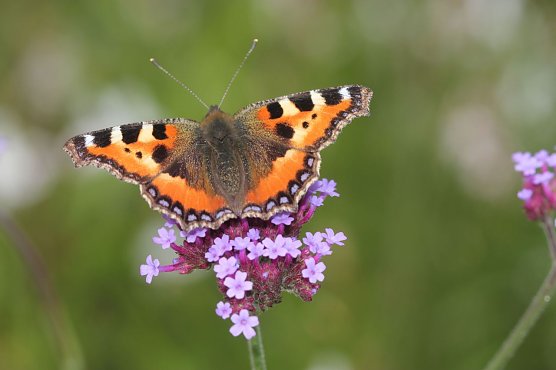Kleiner Fuchs (Foto: Helge May)