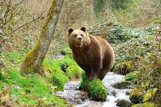 Jurka (Foto: Stiftung f&uuml;r B&auml;ren)