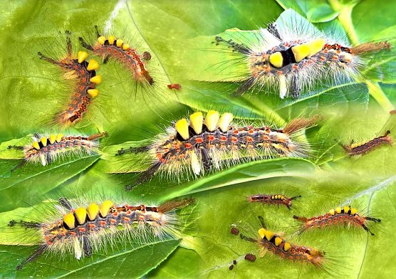 Raupe des Schlehenb&uuml;rstenspinner (Foto: Joachim Retzek)