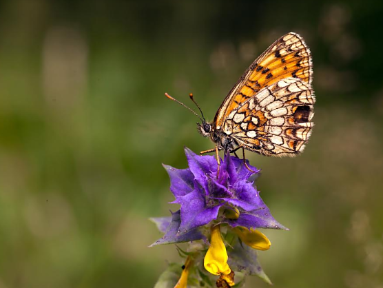 Wachtelweizen-Scheckenfalter (Foto: Sielmann Stiftung) Wachtelweizen-Scheckenfalter (Foto: Sielmann Stiftung)