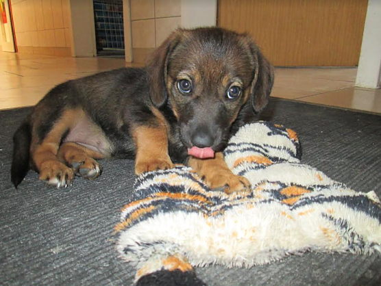 H&uuml;ndchen (Foto: Karin Ziegler)