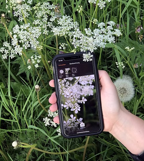 Einfache Pflanzenbestimmung mit dem Smartphone (Foto: Jana Wäldchen) Einfache Pflanzenbestimmung mit dem Smartphone (Foto: Jana Wäldchen)