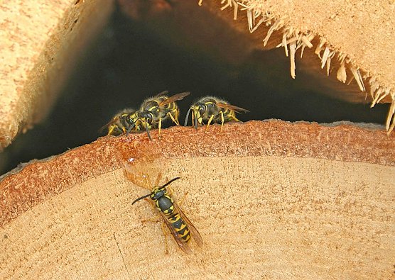 Deutsche Wespe (Foto: J&uuml;rgen Gr&auml;fe)