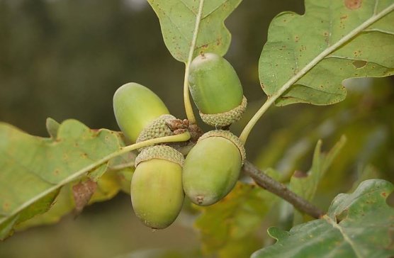 Eichensaatgut (Foto: Dr. Horst Sproßmann) Eichensaatgut (Foto: Dr. Horst Sproßmann)