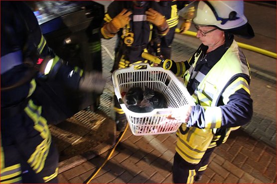 Katzen gerettet (Foto: Feuerwehr Heiligenstadt)