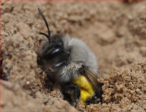 Sandbiene (Foto: Dr. Hannes Petrischak, Heinz Sielmann Stiftung)