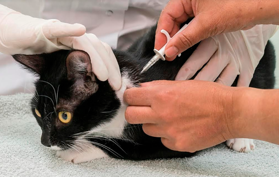 Katze erh&auml;lt Chip (Foto: Tierschutzbund)