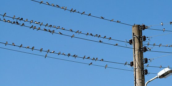 Schwalbensaison 2018 war nicht optimal (Foto: M. Wallner)