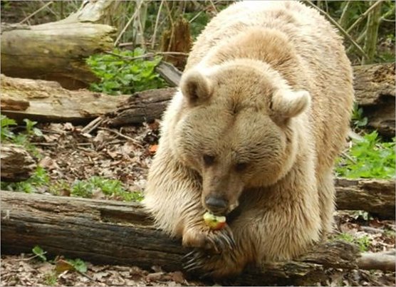 Emma (Foto: B&auml;renpark)