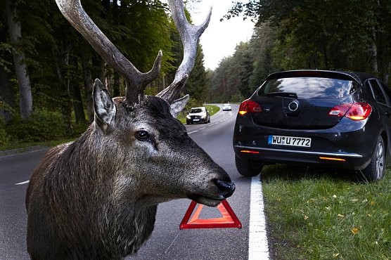 Hirsche kennen keine Verkehrsregeln (Foto: HUK-COBURG)