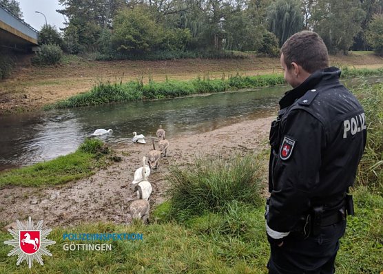 Schw&auml;ne eskortiert (Foto: Polizei G&ouml;ttingen)