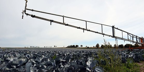 Beregnung mit D&uuml;senwagen auf den Kohlfeldern der Hainich Konserven GmbH (Foto: TFW)