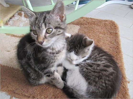 Katzen  (Foto: Karin Ziegler)