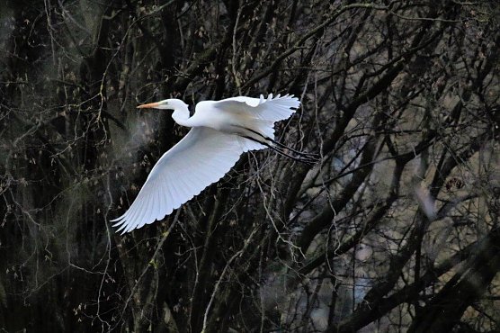Es bedarf viel Geduld, bevor ein so sch&ouml;nes Motiv eines fliegenden Silberreihers gelingt (Foto: Manfred Hagemann)