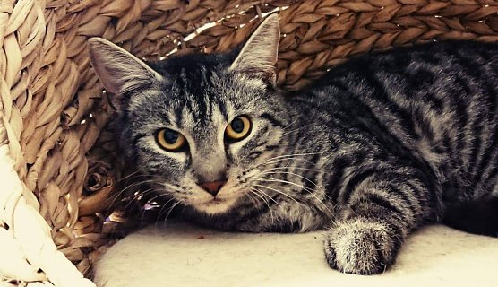 Wilhelm (Foto: Tierheim Nordhausen)