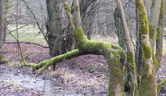 Wetterbild (Foto: nnz)