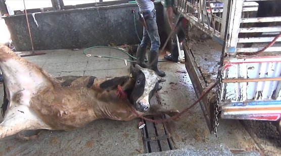 Gequ&auml;lte Tiere bei Transporten (Foto: Animals International/Deutscher Tierschutzbund e.V.)