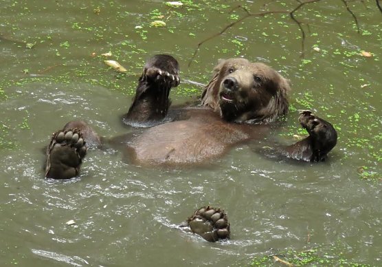Pardo badet (Foto: B&auml;renpark )
