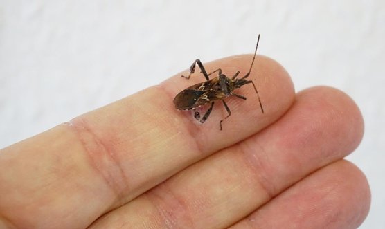 Zapfenwanze (Foto: Dr. Horst Spro&szlig;mann)