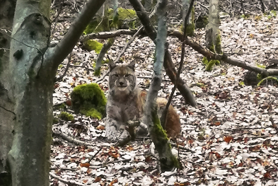 Der erste Th&uuml;ringer Luchs soll einem Namen bekommen (Foto: Kai Illert/NABU)