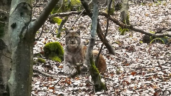 Luchs bei Ilmenau (Foto: BUND/Kai Illert)