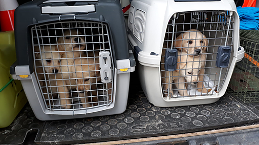 Welpen (Foto: Tierschutzbund)