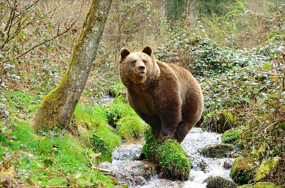 Jurka, Brunos Mutter (Foto: Stiftung f&uuml;r B&auml;ren)