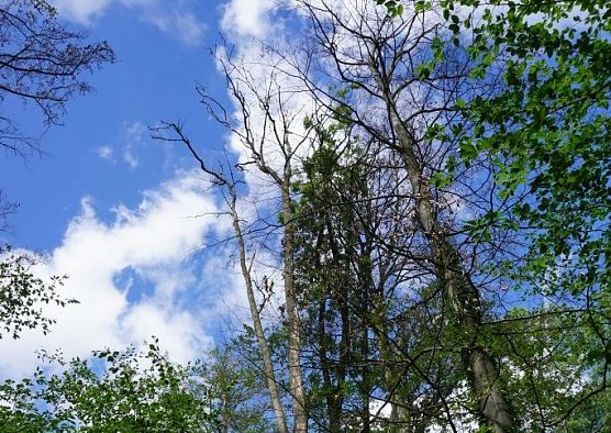 Abgestorbene Buche (Foto: Th&uuml;ringenForst)