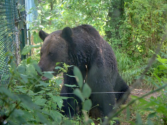 Wartender Pedro (Foto: Ilka K&uuml;hn)