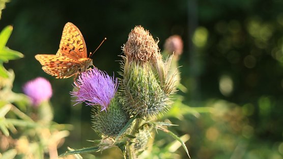 Wetterbild (Foto: Angelo Glashagel)