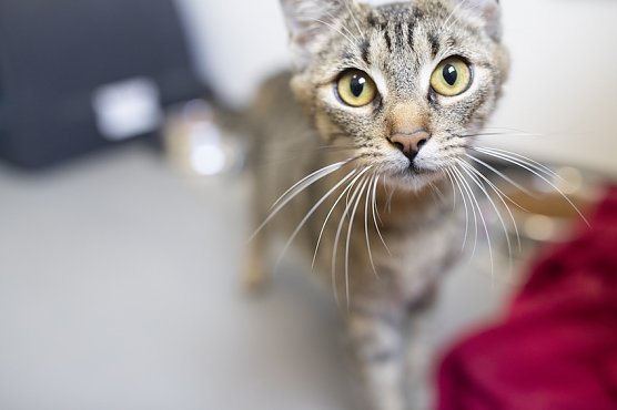 Katze (Foto: Deutscher Tierschutzbund)