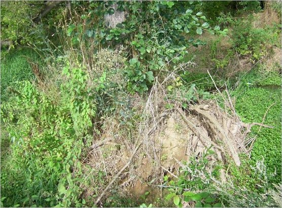 Wurzelpyramide mit Hypridpappel mit Wildwuchs (Foto: Wilhelm Roth)