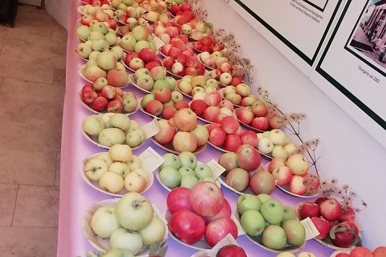 Obstsortentag in der Orangerie (Foto: Karsten Stiehler)