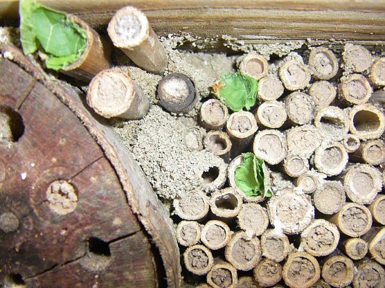 Wildbienenhotel (Foto: Wilhelm Roth) Wildbienenhotel (Foto: Wilhelm Roth)