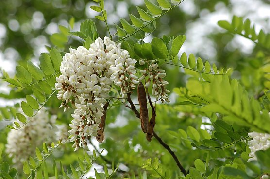 Robinie ist Baum des Jahres 2020 (Foto: Andreas Knoll)