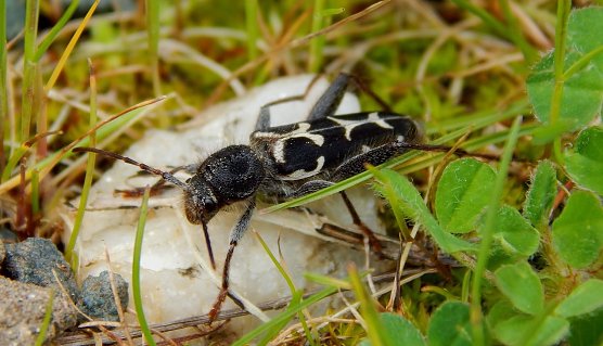 Borkenkäfer (Foto: JillianeR) Borkenkäfer (Foto: JillianeR)