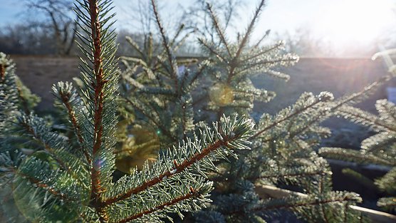 Th&uuml;ringenForst gibt Entwarnung: (Foto: Daniela Tr&ouml;ger)