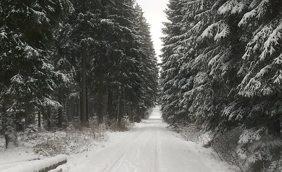 Winterwald (Foto: oas)