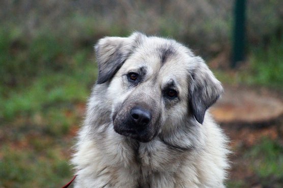 Bella sucht ein Zuhause (Foto: Tierschutzbund) Bella sucht ein Zuhause (Foto: Tierschutzbund)